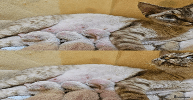 Devon Rex cats - Advert 5