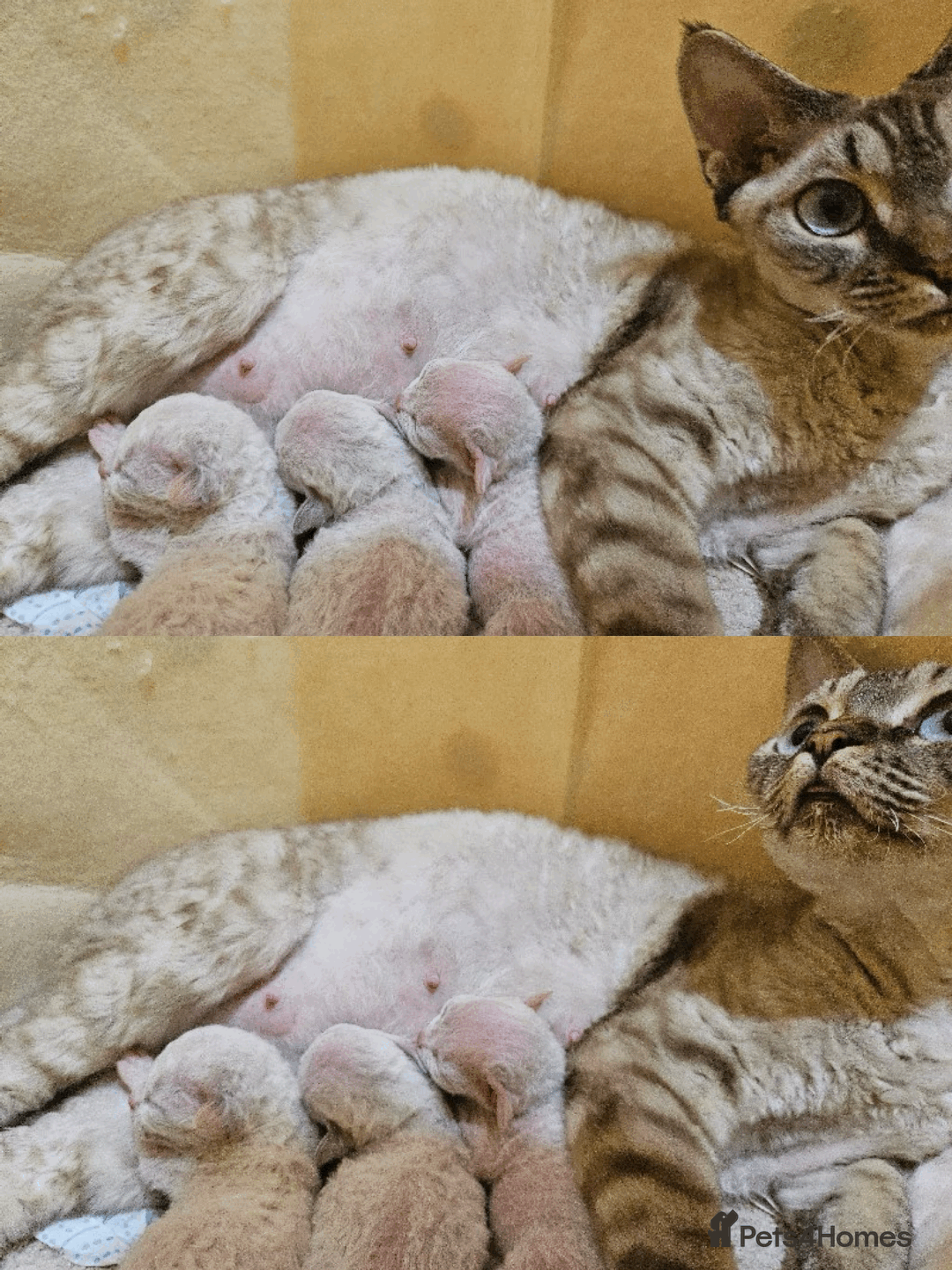 Devon Rex cats for sale: Meet Our Devon Rex Kittens One-of-a-Kind Litter! - Image 10