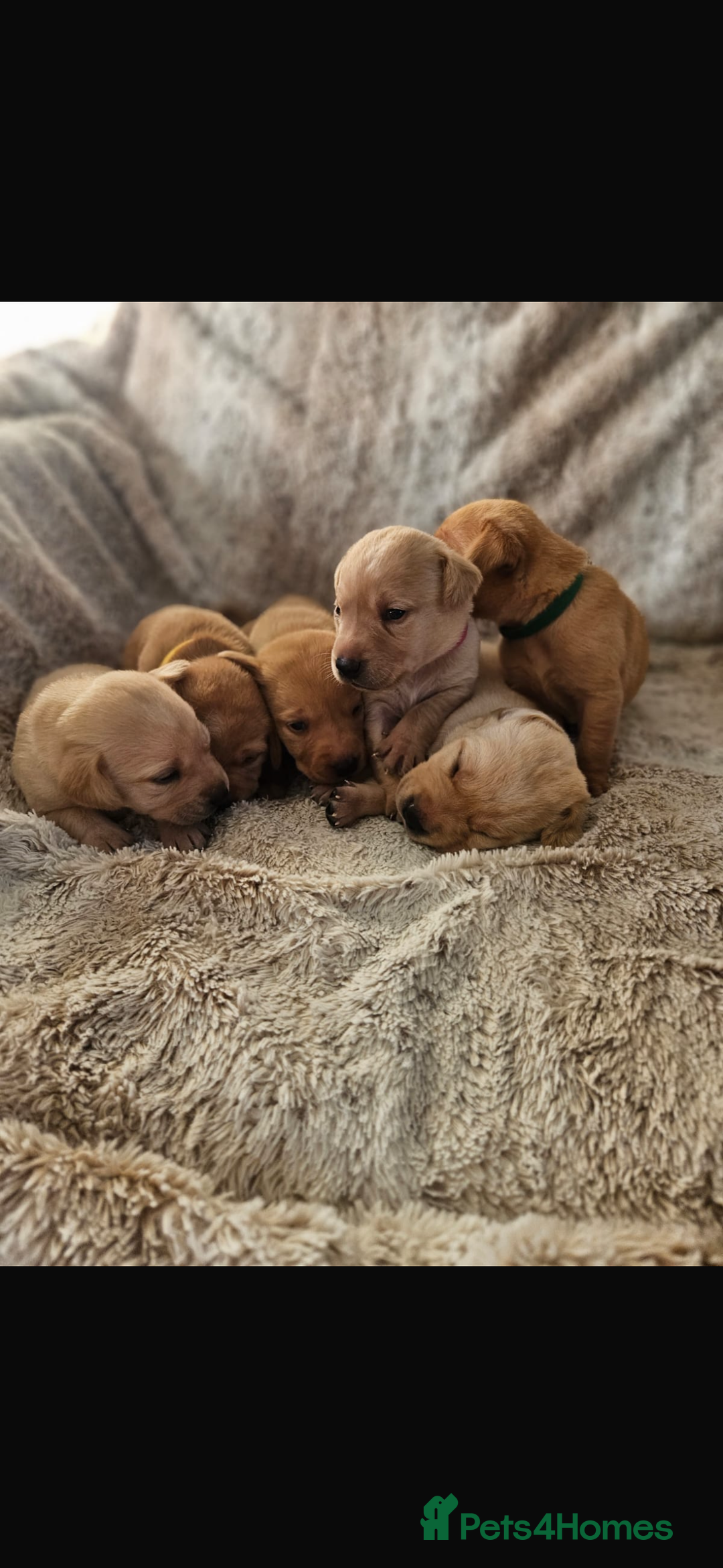 Labrador Retriever dogs for stud: Fox Red Champion Line Working lab  - Advert 7