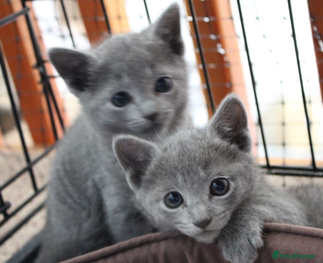 Russian Blue cats Healthy home raised Green eyes kitten up for new p in Goole - Advert 1