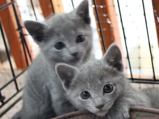 Russian Blue cats Healthy home raised Green eyes kitten up for new p in Goole - Advert 2