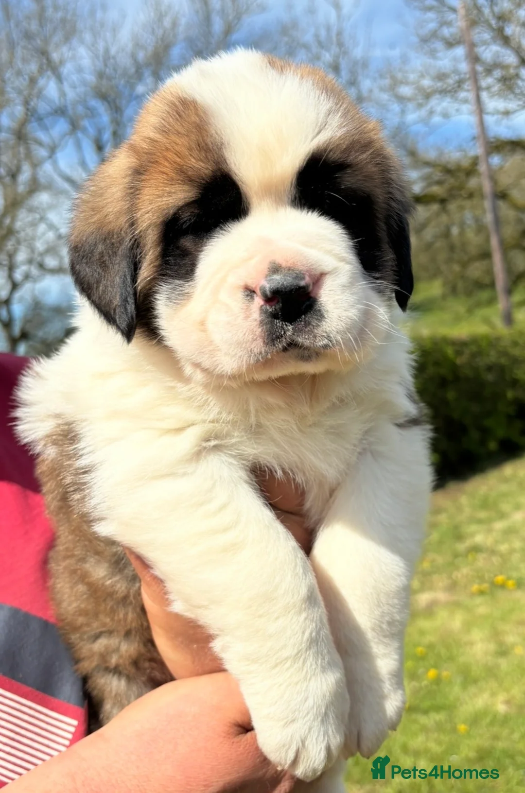 Saint Bernard dogs for sale: Stunning Chunky KC reg ST Bernard puppies for sale - Advert 2