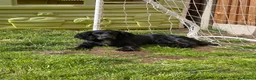 Cocker Spaniel dogs for sale: Rosie - Cocker Spaniel in Kidderminster - Advert 12