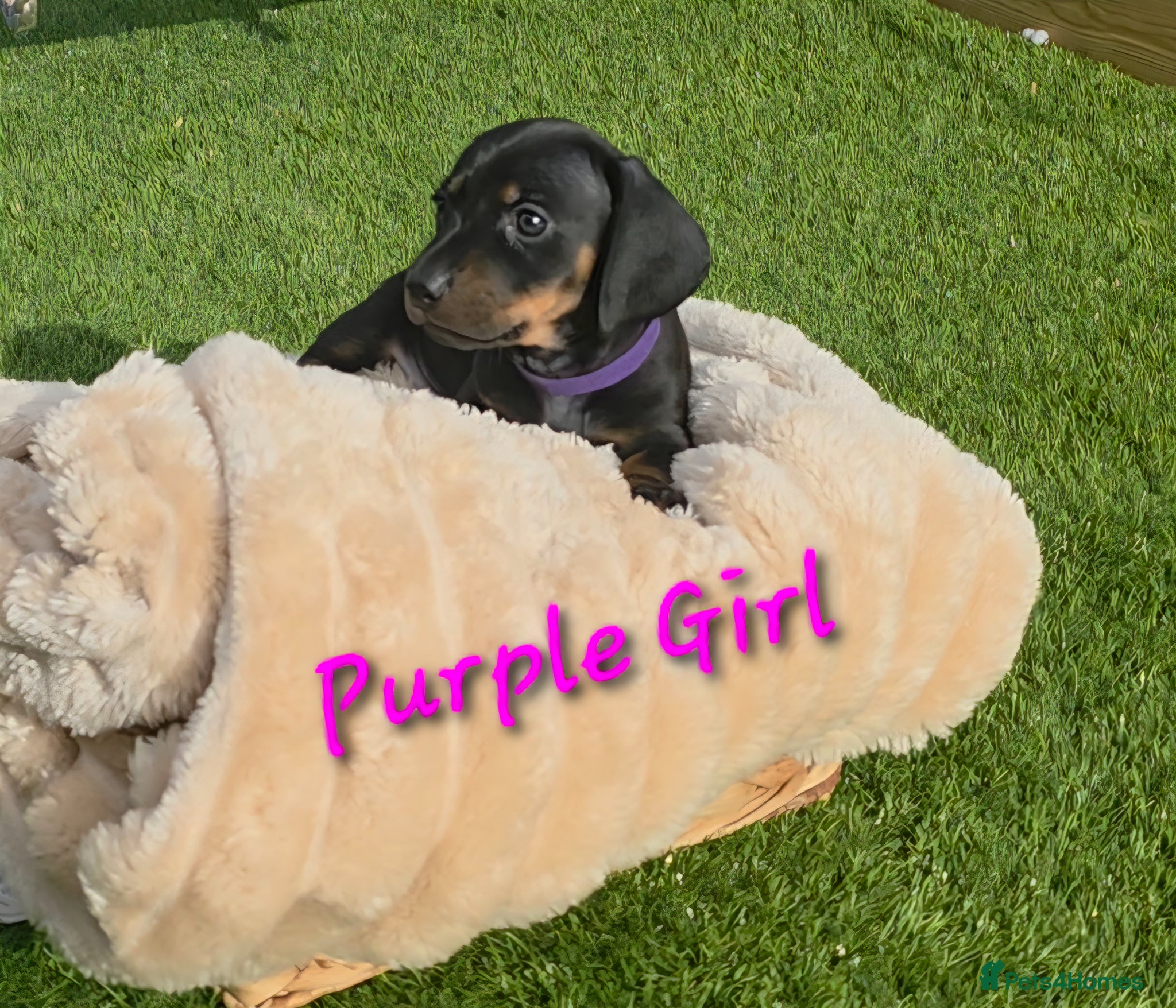 Miniature Dachshund dogs LAST PUP! Miniature Dachshund Puppies 🐶🐾 - Advert 18