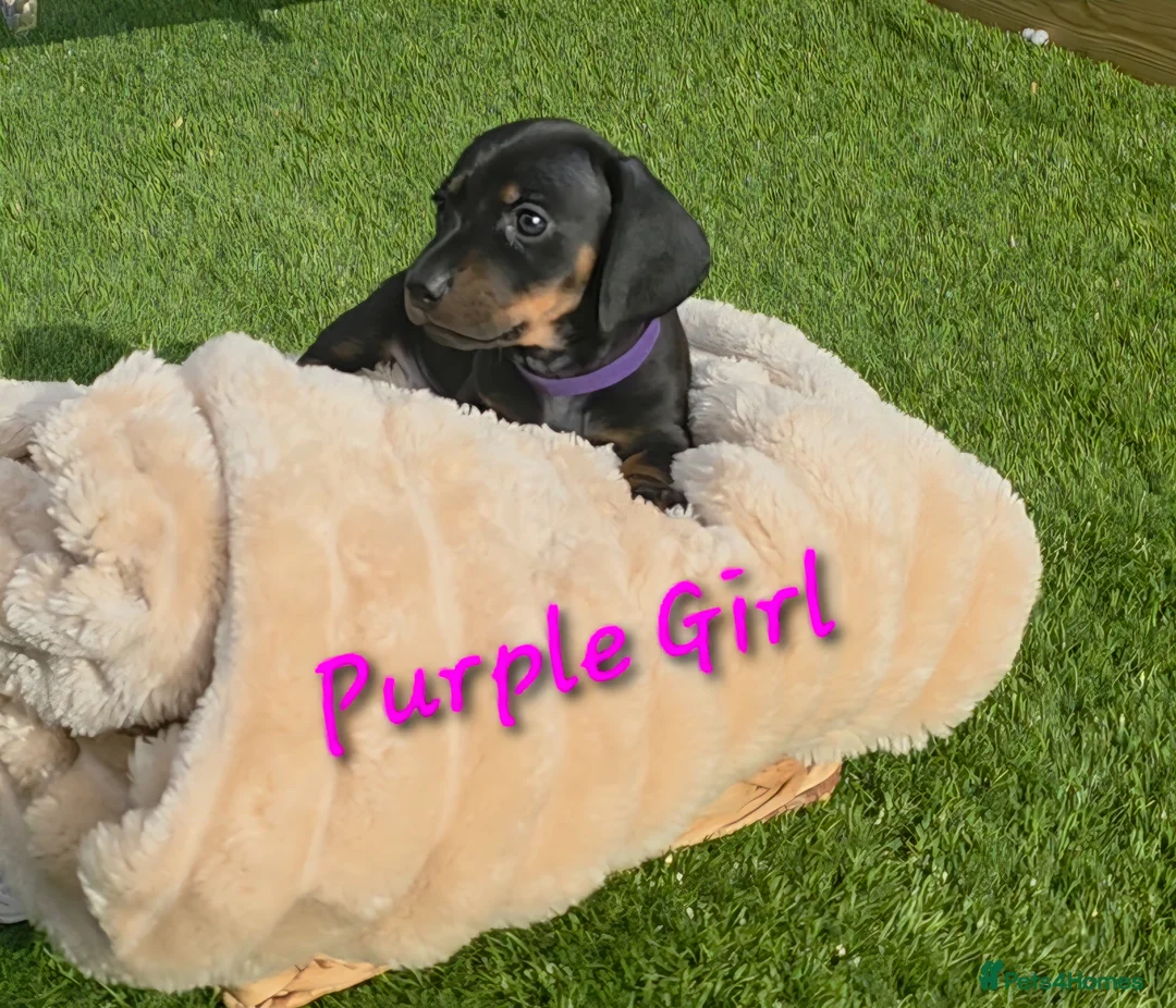 Miniature Dachshund dogs for sale: LAST PUP! Miniature Dachshund Puppies 🐶🐾 - Advert 2