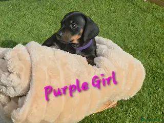 Miniature Dachshund dogs LAST PUP! Miniature Dachshund Puppies 🐶🐾 - Advert 18