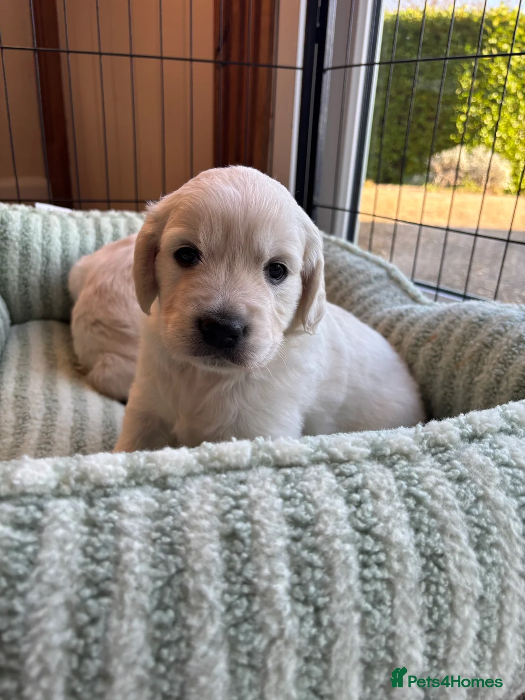 Golden Retriever dogs for sale: Ready this weekend last boy puppy looking for home - Advert 9