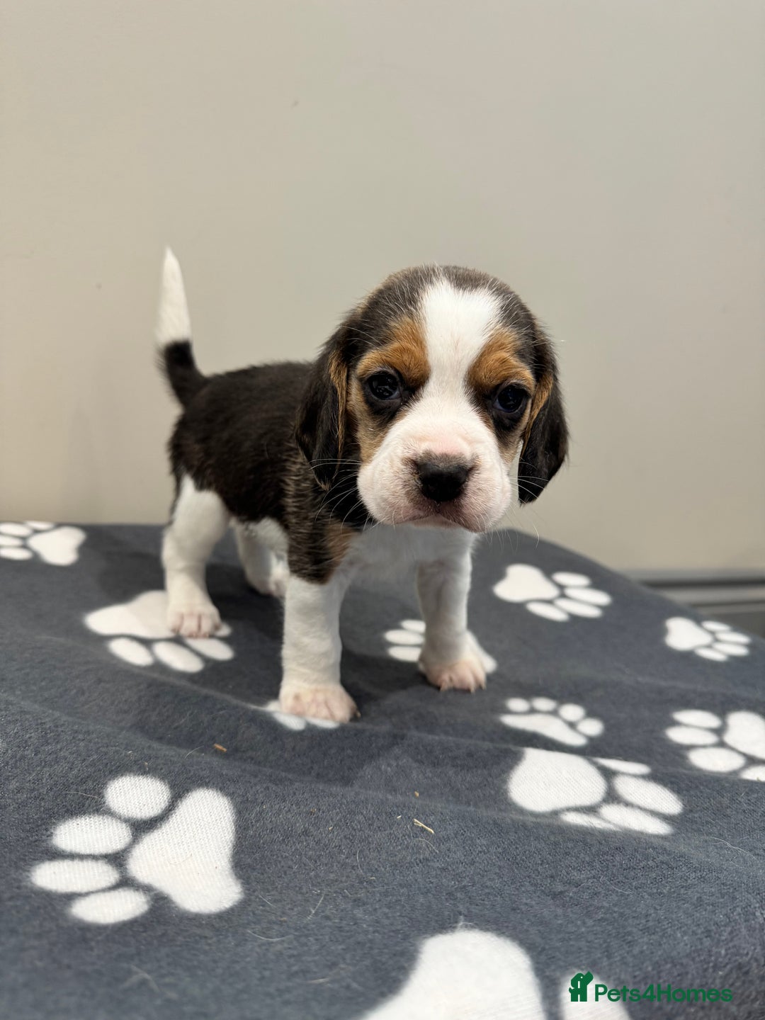 Beagle dogs for sale: Beautiful KC Beagle pups  - Image 8