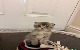 British Shorthair cats for sale: BSH X Scottish  - Image 4