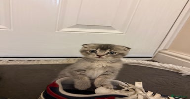 British Shorthair cats - Advert 10