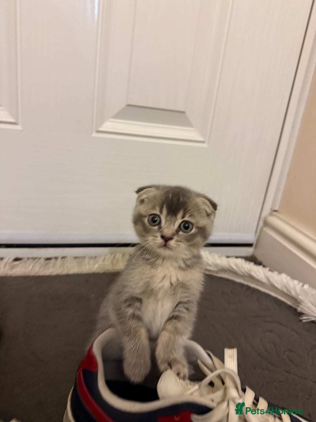 British Shorthair cats for sale: BSH X Scottish  - Image 4