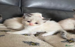 Ragdoll cats for sale: Our little snow babies ragdoll kittens  - Image 33