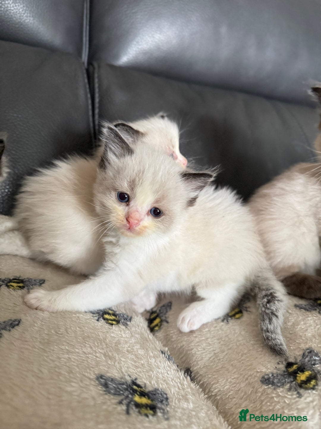 Ragdoll cats for sale: Our little snow babies ragdoll kittens  - Image 33