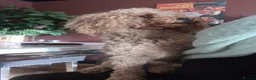 Toy Poodle dogs for sale: Fox - Toy Poodle - 5 years old - Neutered - Rehome - Advert 6