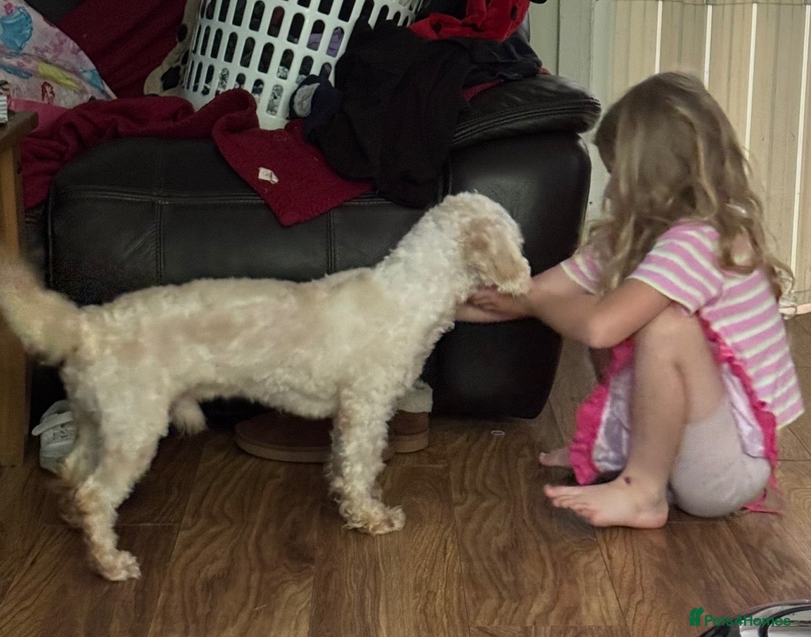 Cavachon dogs for sale: Chavachon - Advert 3