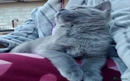 British Shorthair cats for sale: *Nearly Ready* GCCF Registered BSH Kittens  - Image 5
