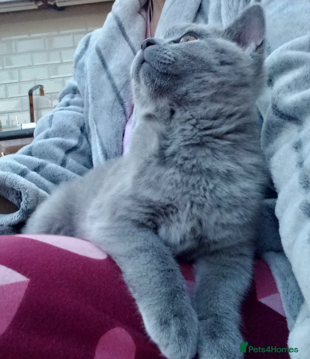 British Shorthair cats for sale: *Nearly Ready* GCCF Registered BSH Kittens  - Image 5