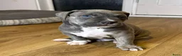 American Bull Staffy dogs for sale: American Bull Staff puppies looking for new homes! in Southampton - Advert 33