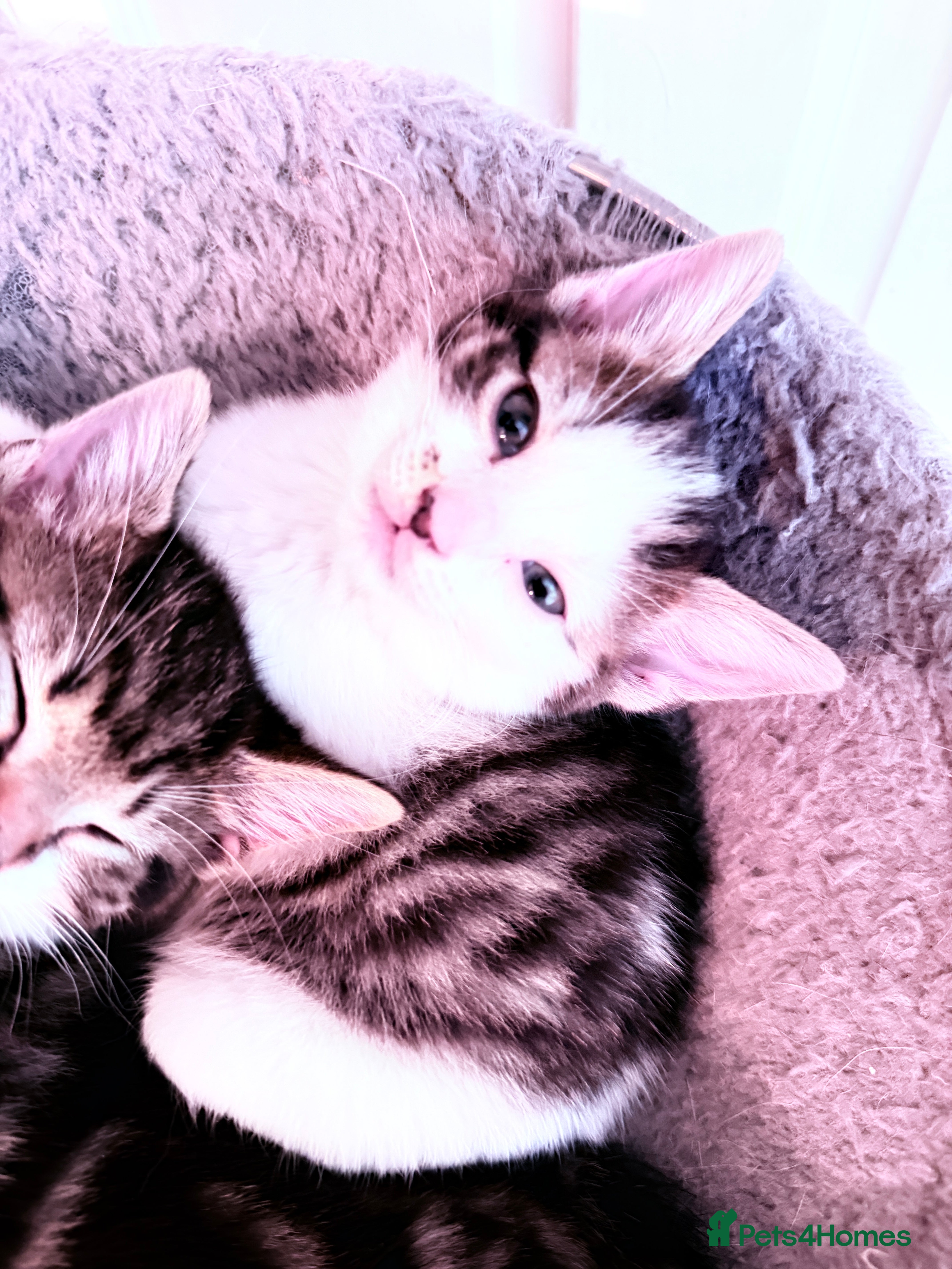 British Shorthair cats Stunning British Tabby Kittens – Ready April 4th - Advert 2