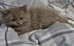 British Longhair cats for sale: Reserved lilac British Longhair boy  - Image 3