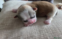 Shih Tzu dogs for sale: Shih tzu puppies  - Image 5