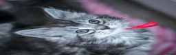 Maine Coon cats for sale:  Chunky full Maine coon kittens ready now   £795 - Advert 4