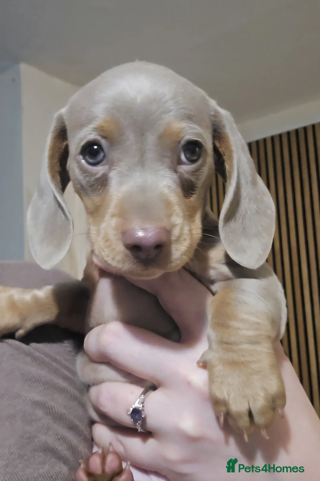 Miniature Dachshund dogs for sale: LAST PUPPY* Rare Isabella Mini Dacshund, blue eyes - Advert 2