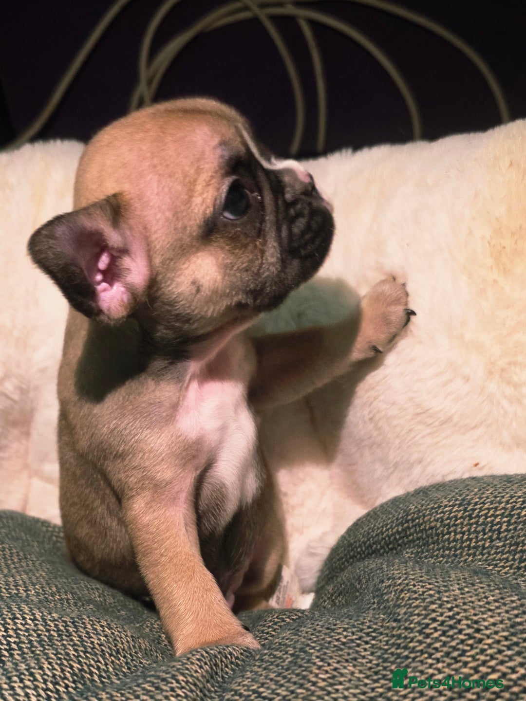 French Bulldog dogs for sale: Beautiful French bulldog  - Advert 7