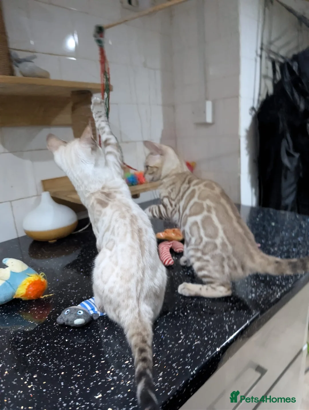 Bengal cats for sale: 🔥✨Pedigree TICA-Registered Bengals - Advert 1