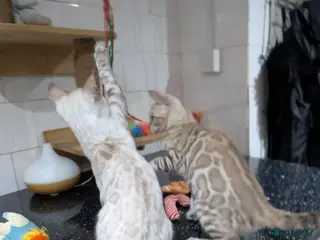 Bengal cats 🔥✨Pedigree TICA-Registered Bengals - Advert 4