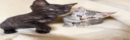 Bengal cats for sale: Smoke Boy Available for his forever home  - Advert 1