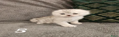 Scottish Fold Kitten 5