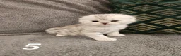 Scottish Fold cats for sale: Stunning Scottish Fold & Scottish Straight Kittens in Peterborough - Advert 7