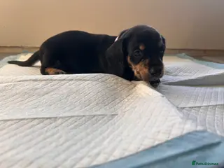 Miniature Dachshund dogs Adorable miniature dachshunds 💙💖 - Advert 10