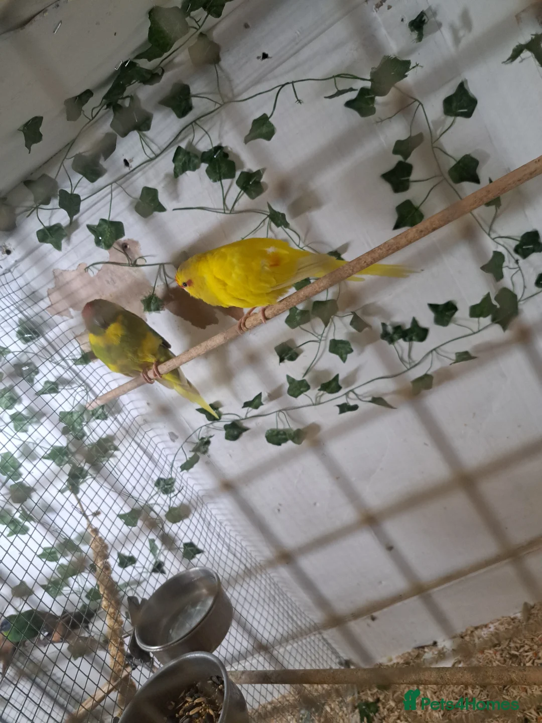 Parakeets birds for sale: Pair of kakariki  - Advert 2