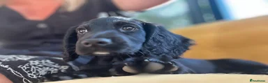 Cocker Spaniel 1