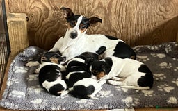 Jack Russell dogs for sale: Jack Russell Pup - Advert 2