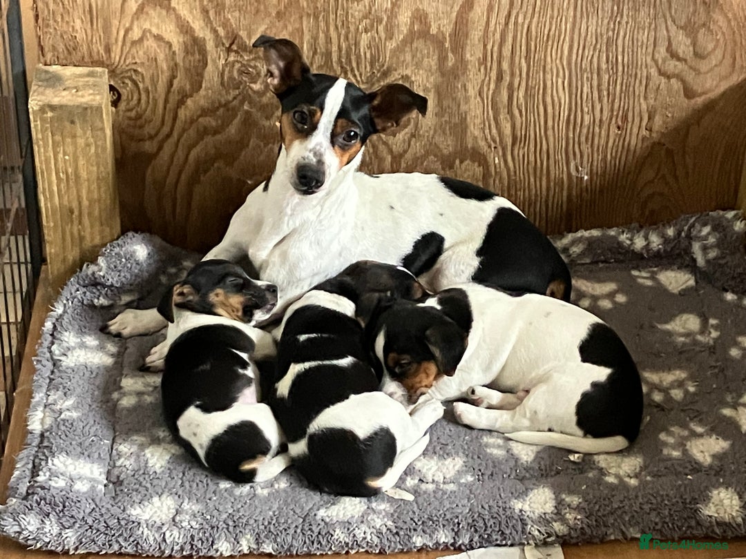 Jack Russell dogs for sale: Jack Russell Pup - Advert 2