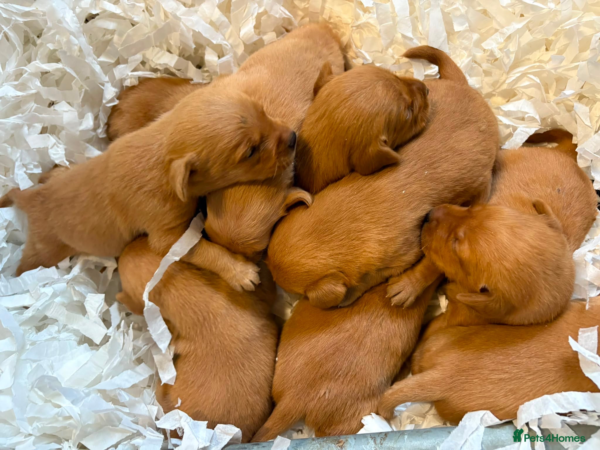 Labrador Retriever dogs Fox red labrador puppies  - Advert 2