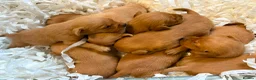 Labrador Retriever dogs for sale: Fox red labrador puppies  - Advert 1