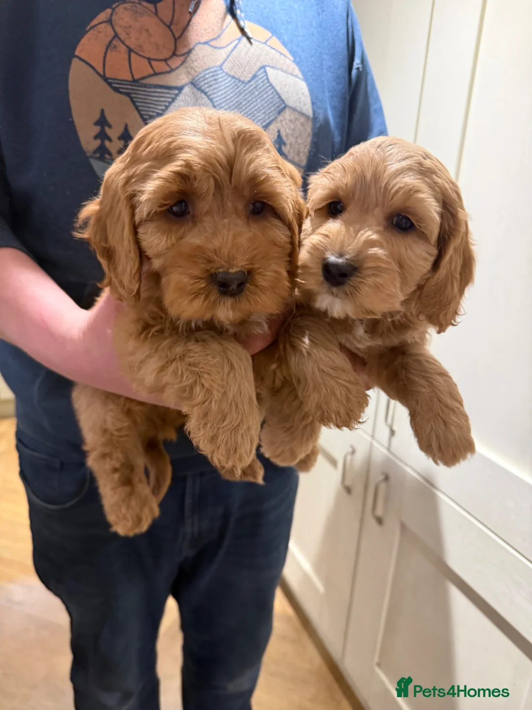 Cockapoo dogs for sale: Ready Now! F1 cockapoo - Advert 2