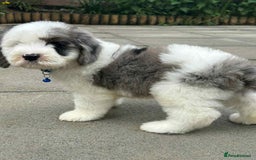 Sheepadoodle dogs for sale: unique sheepadoodles due - Image 1