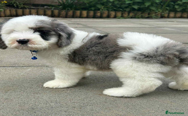 Sheepadoodle dogs - Advert 1