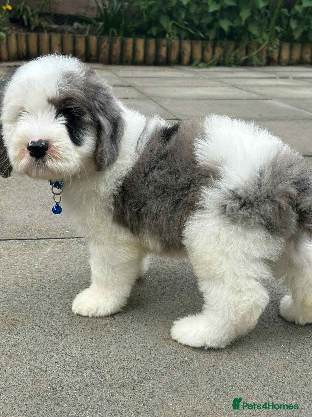 Sheepadoodle dogs for sale: unique sheepadoodles due - Image 1