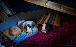 Guinea Pig rodents for sale: 3 girls looking for loving home - Image 1
