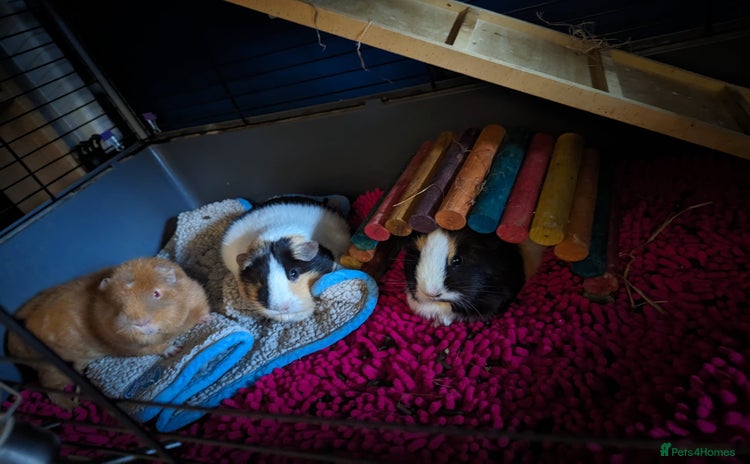 Guinea Pig rodents - Advert 5