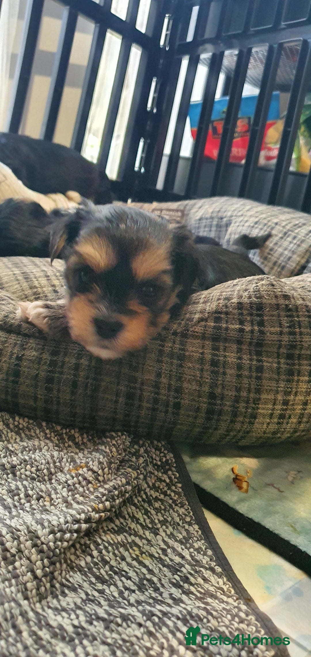 Morkie dogs for sale: ADORABLE MORKI BABIES 🐶 - Advert 11