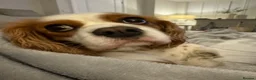 Cavalier King Charles Spaniel dogs for sale: Cavalier King Charles Spaniel KC Puppies - Advert 8