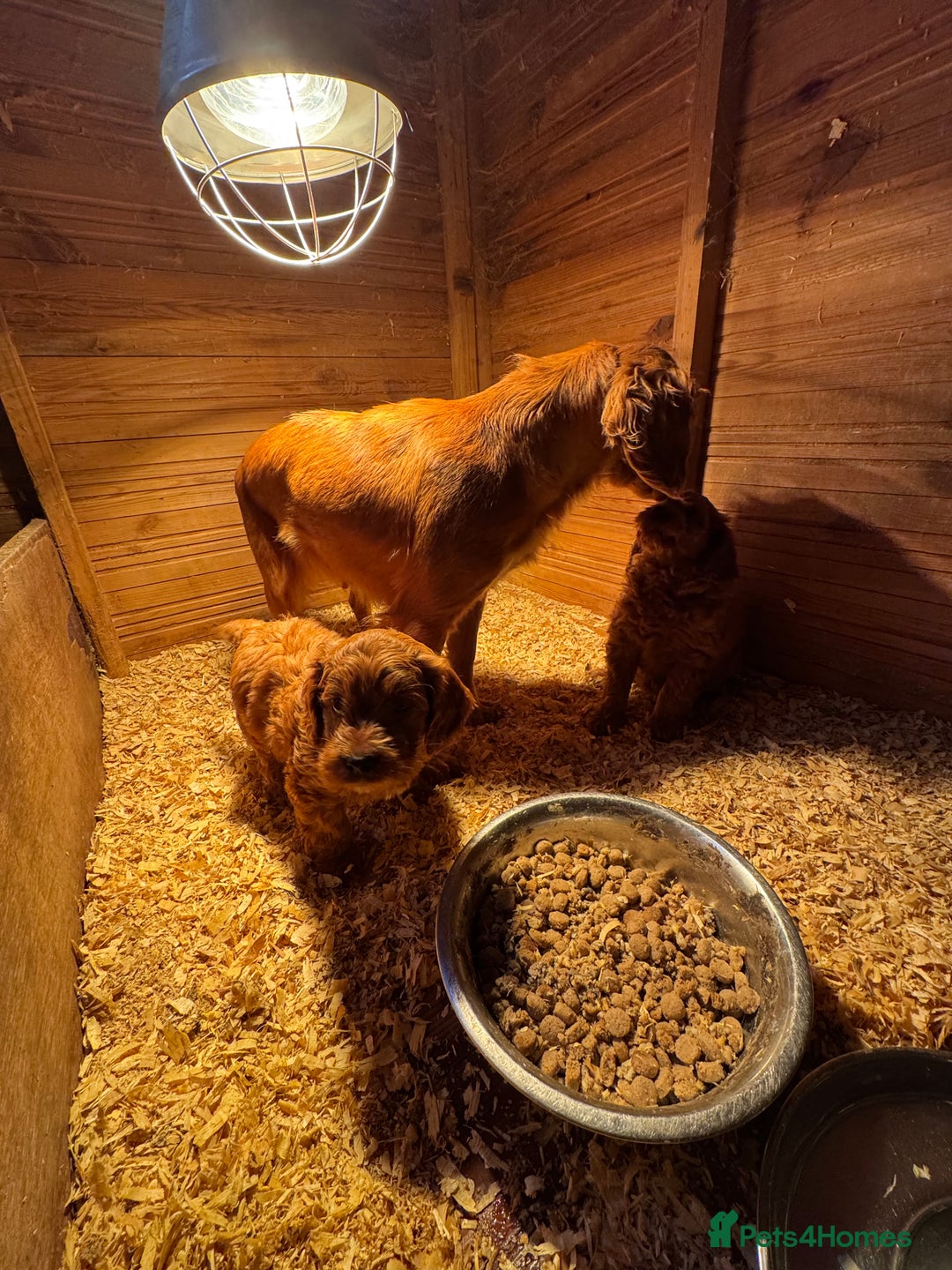 Cockapoo dogs for sale: Fox Red cockapoos for sale  - Advert 9