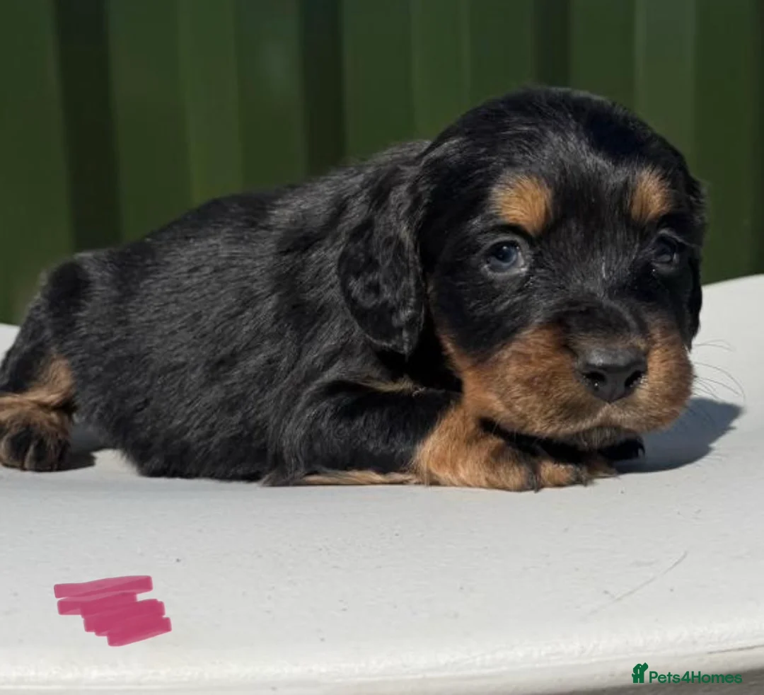 Cockapoo dogs for sale: 6 stunning cockapoos for sale! in Selby - Advert 1